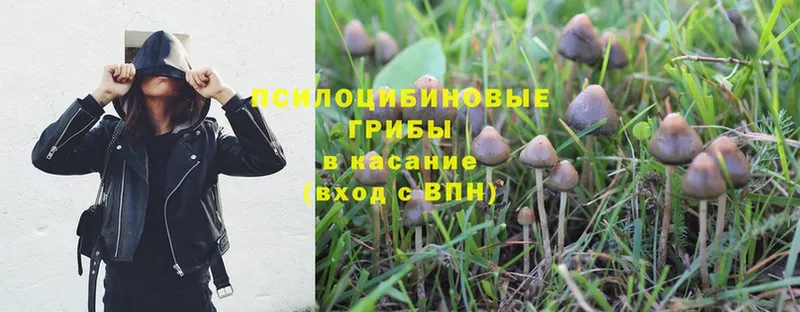 Галлюциногенные грибы MAGIC MUSHROOMS  Буйнакск 